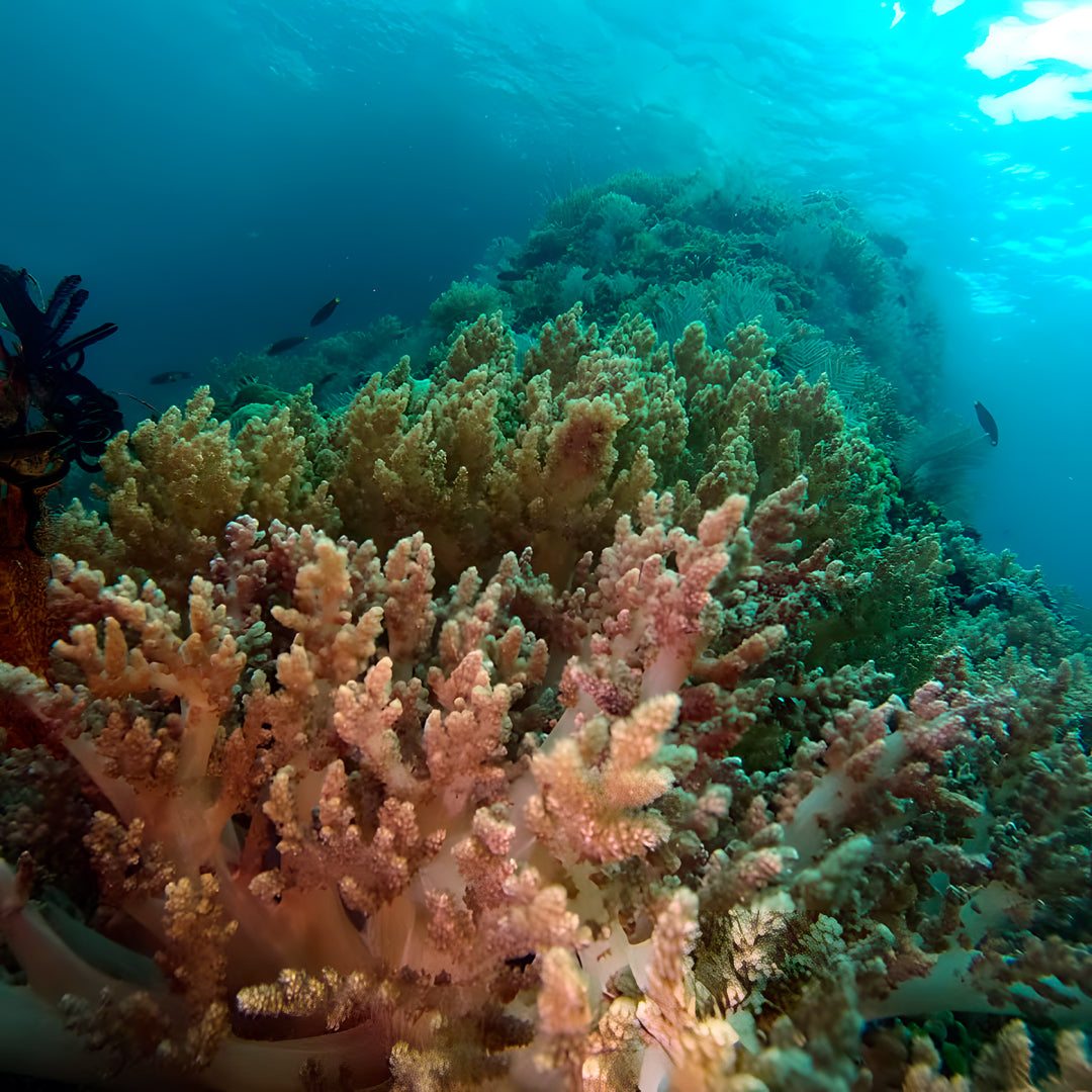 PADI Discover Scuba Diving