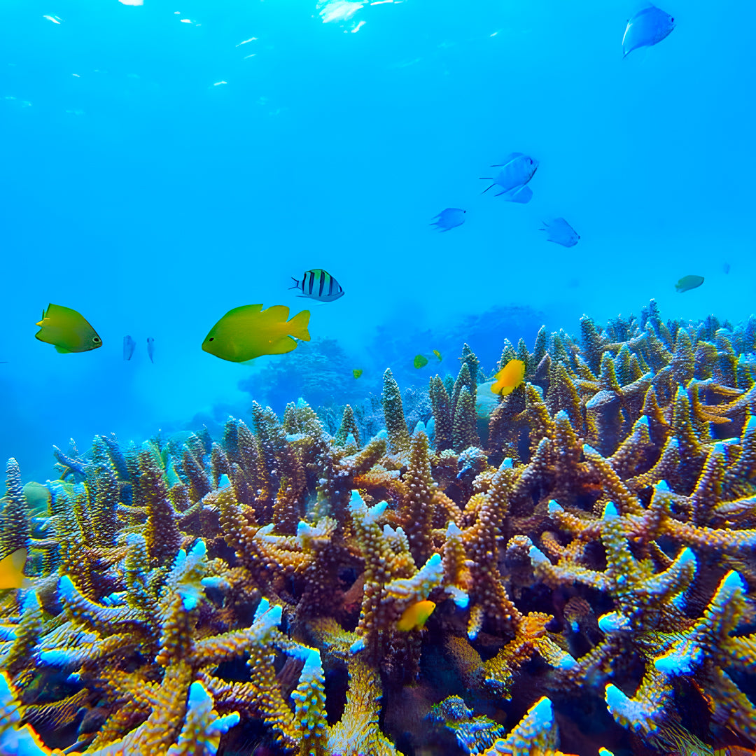 Buceo recreativo - Isla Ticao