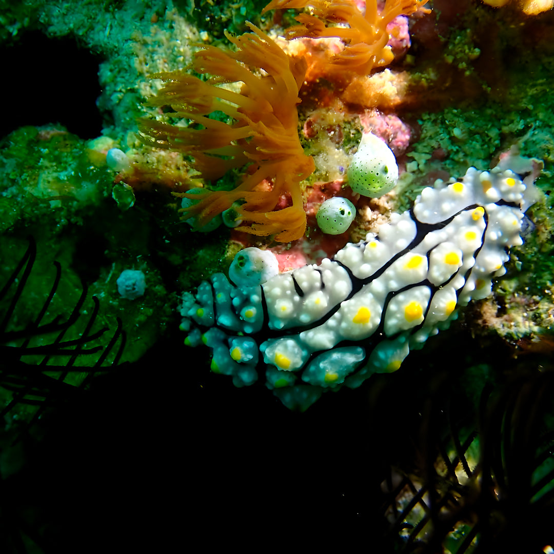 PADI Rescue Diver in Ticao Island