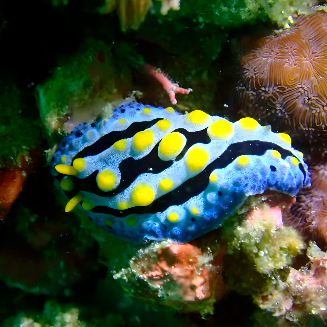 PADI Enriched Air (Nitrox) Diver Course in Ticao Island