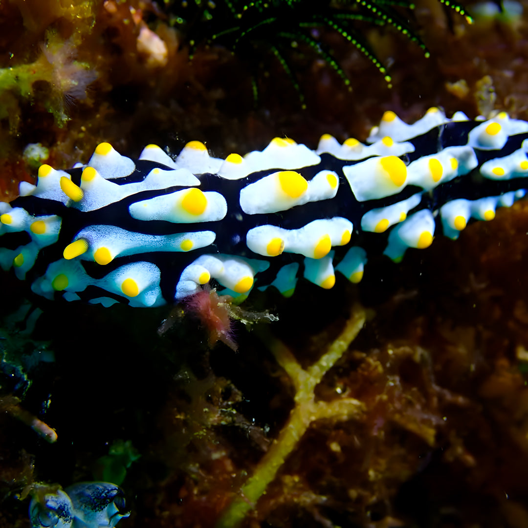 Curso de Divemaster de PADI