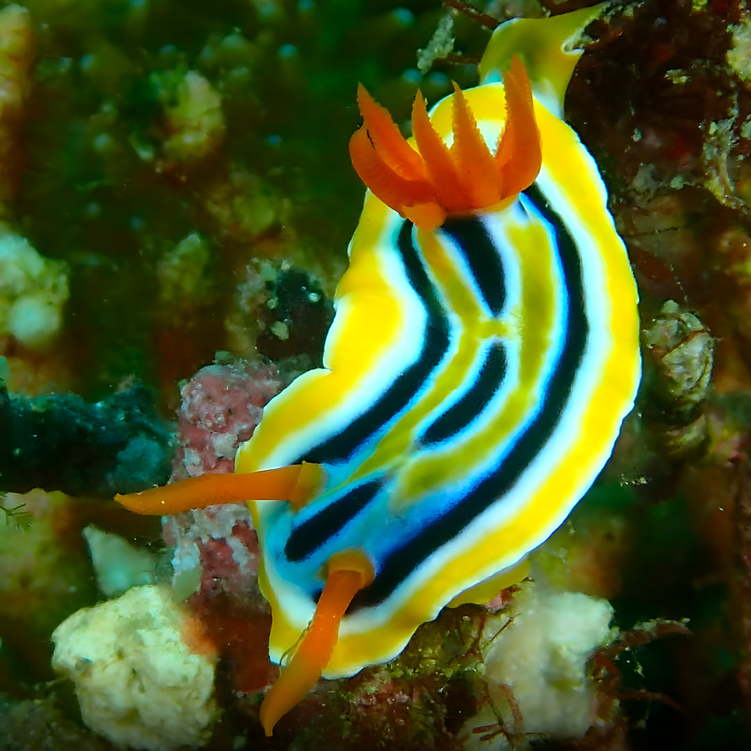 Curso de Divemaster de PADI
