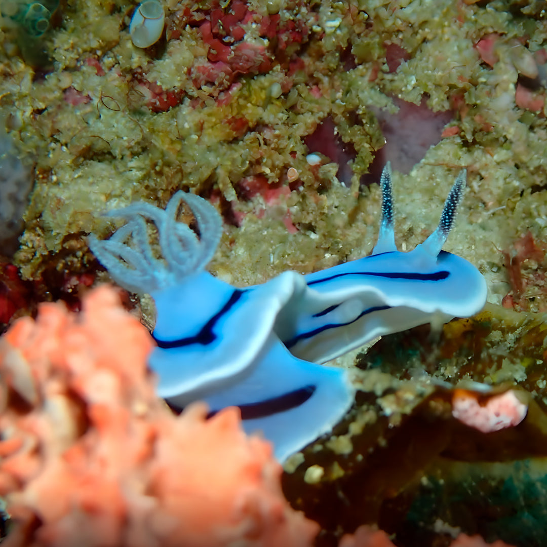 Curso de Divemaster de PADI