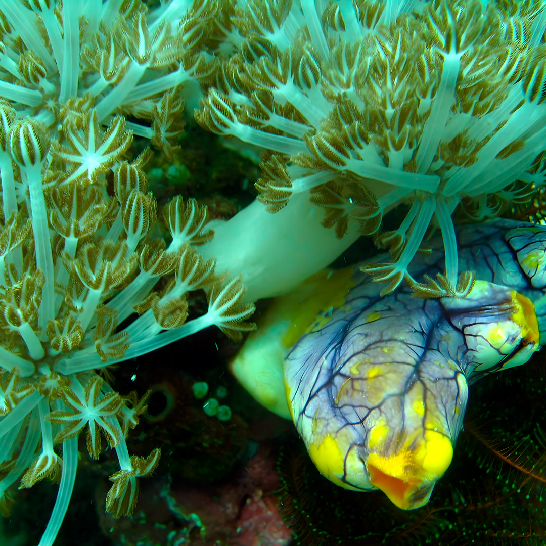 PADI Enriched Air (Nitrox) Diver Course in Ticao Island