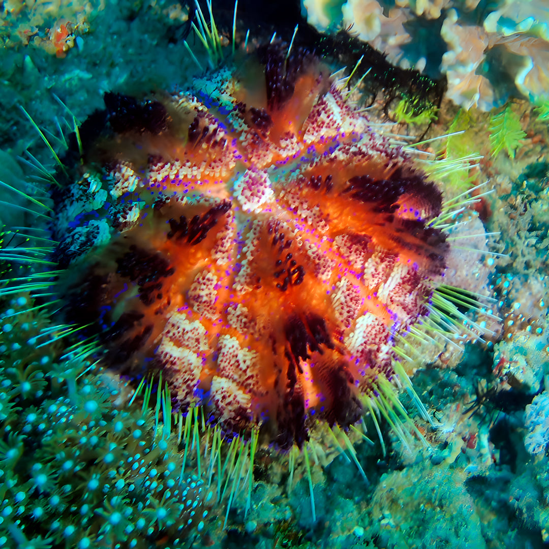 Curso de Divemaster de PADI