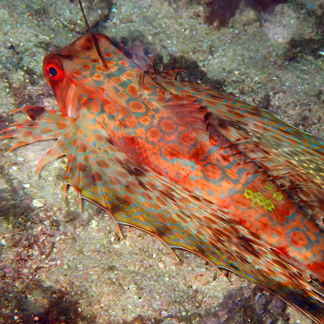 Curso de Divemaster de PADI