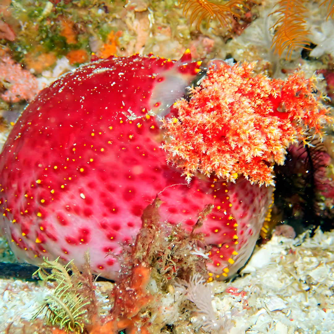 PADI Discover Scuba Diving