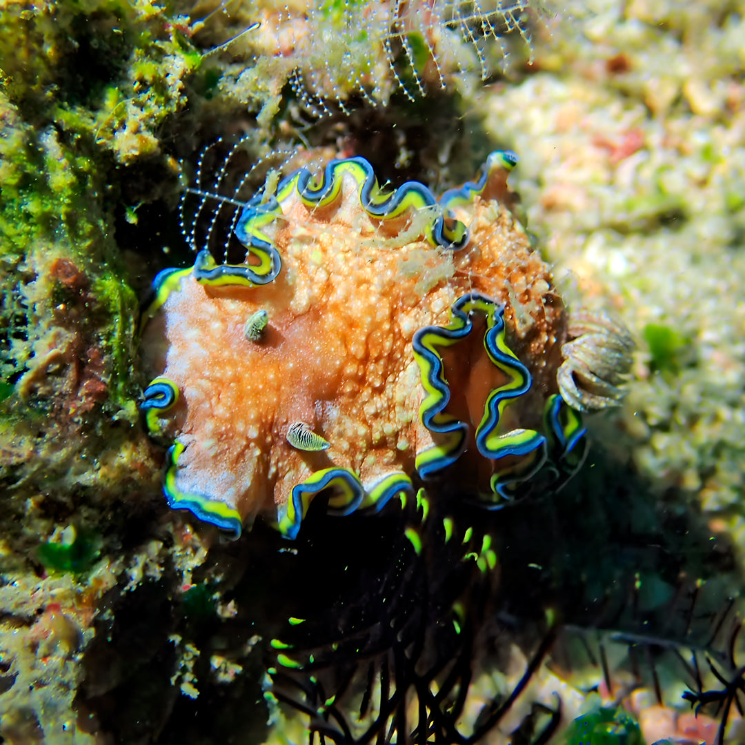 PADI Discover Scuba Diving