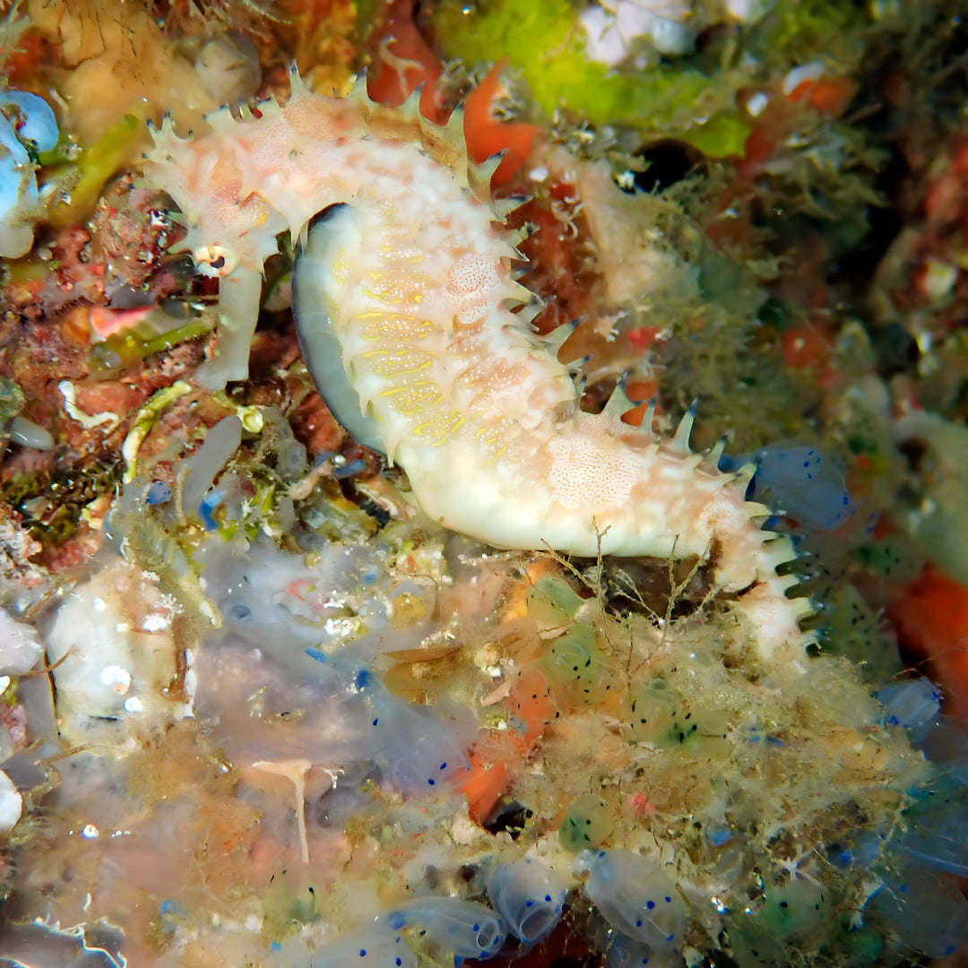 PADI Discover Scuba Diving