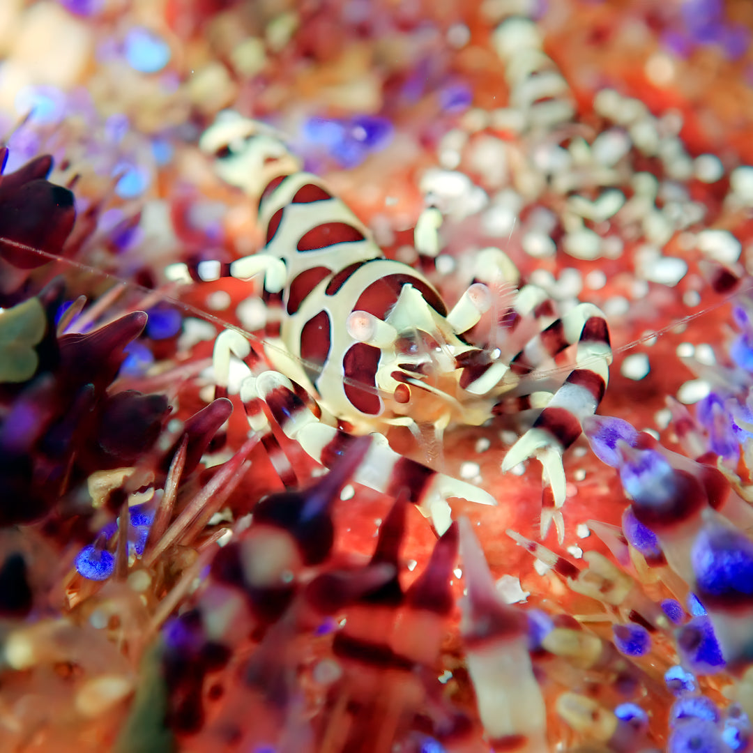PADI Discover Scuba Diving