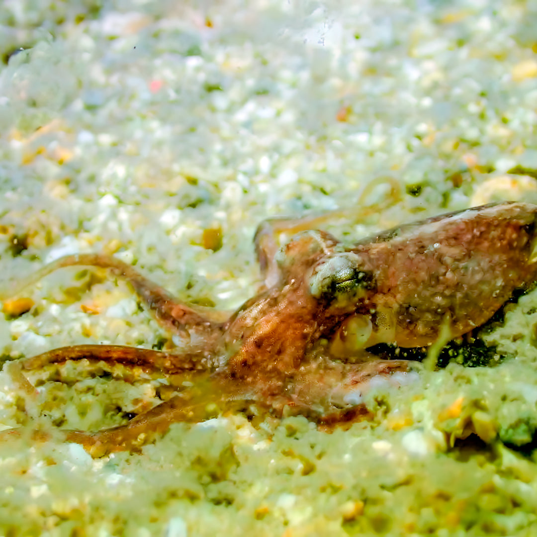 PADI Discover Scuba Diving