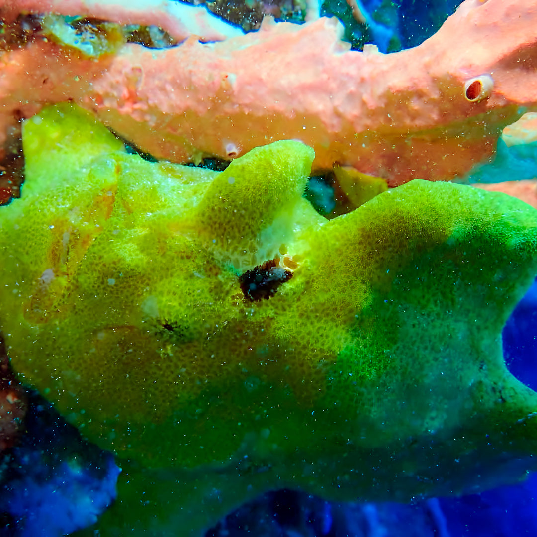 Buceo recreativo - Isla Ticao