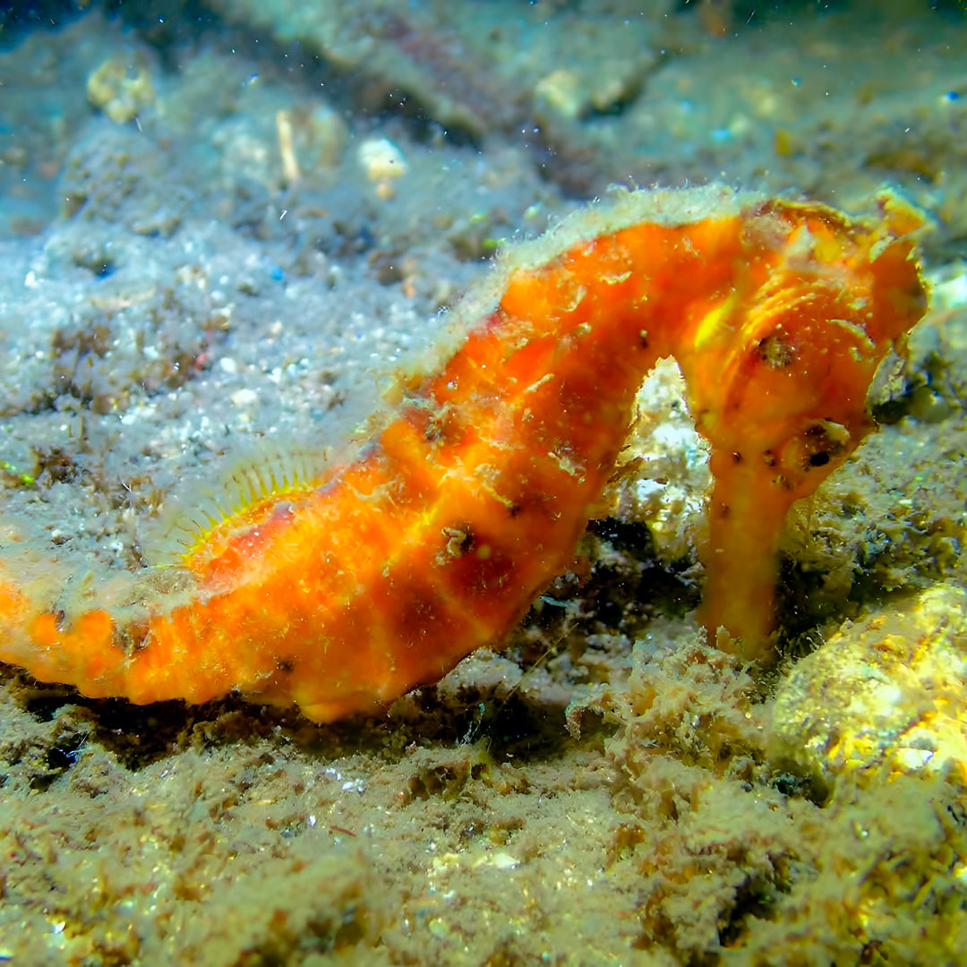 Buceo recreativo - Isla Ticao