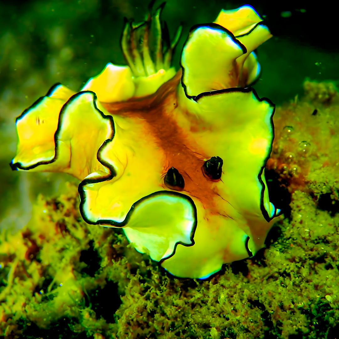 Buceo recreativo - Isla Ticao