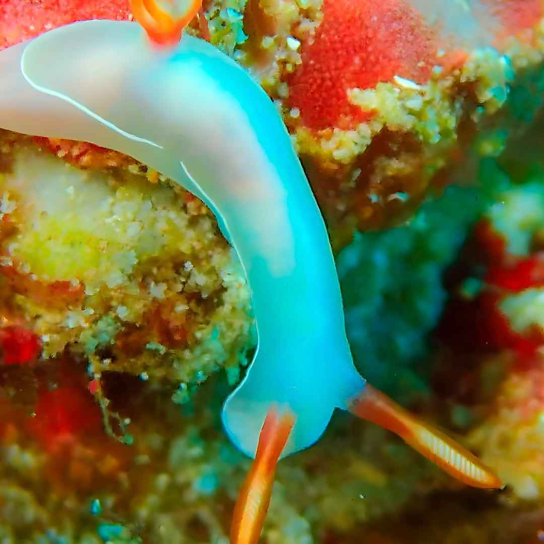 Buceo recreativo - Isla Ticao