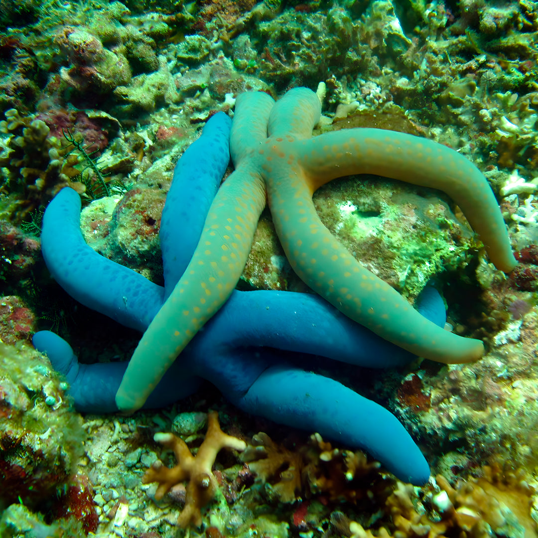 5 días y 4 noches de buceo en Ticao y más