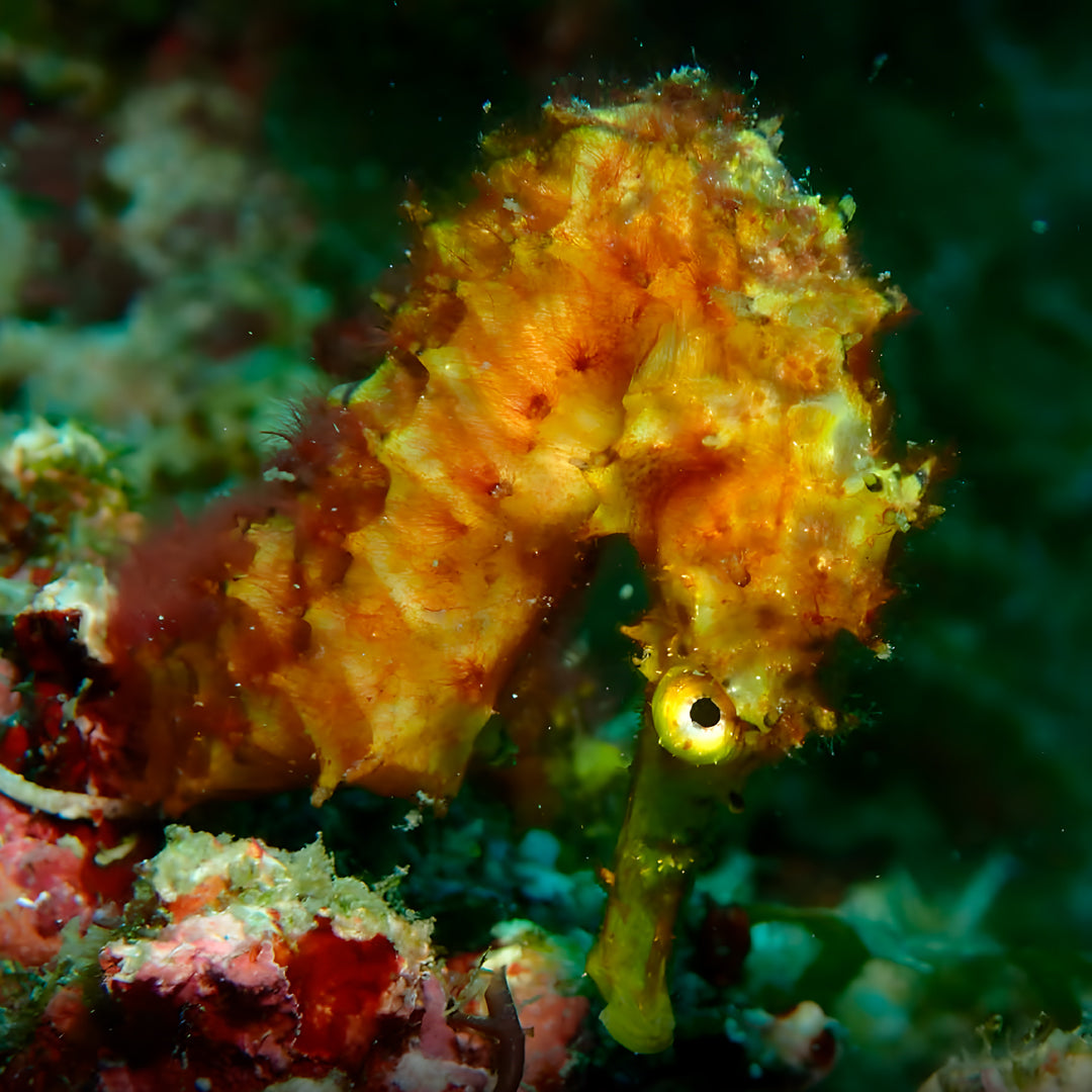5 días y 4 noches de buceo en Ticao y más