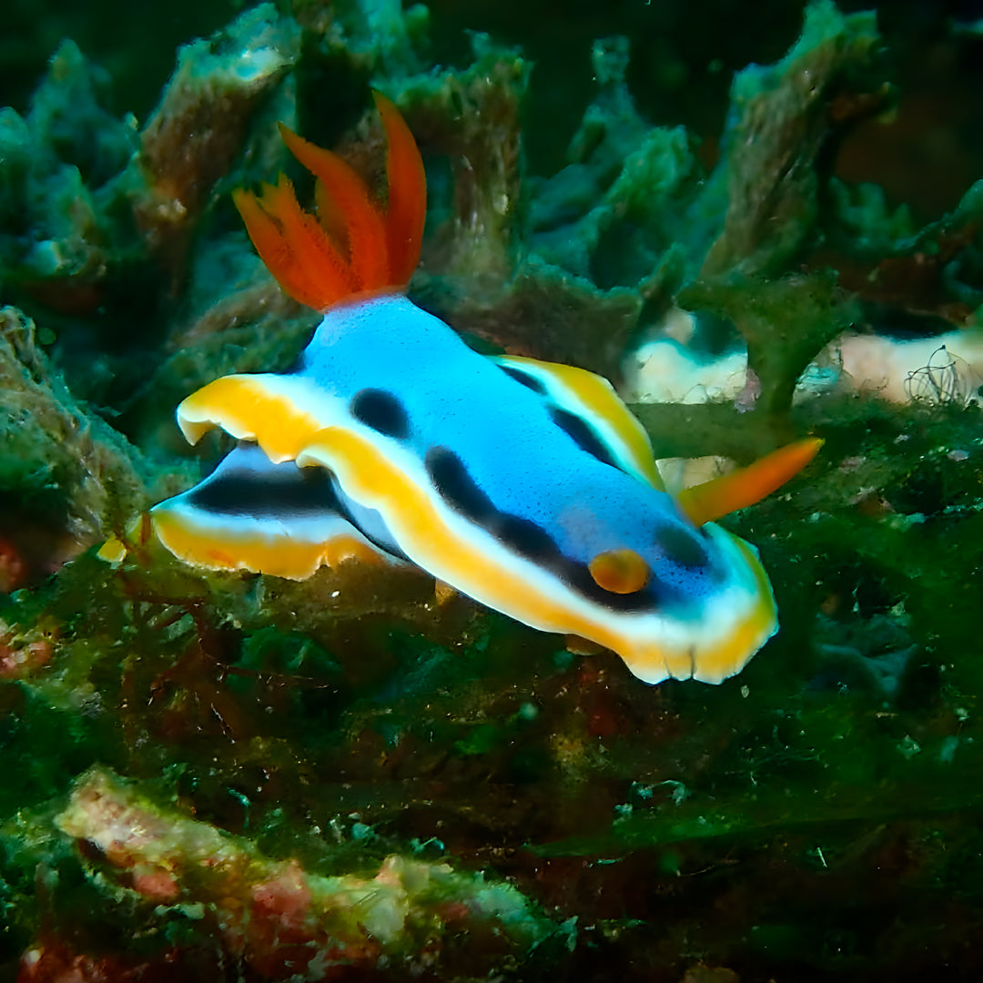 5 días y 4 noches de buceo en Ticao y más