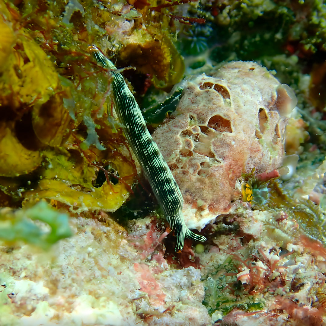 5 días y 4 noches de buceo en Ticao y más