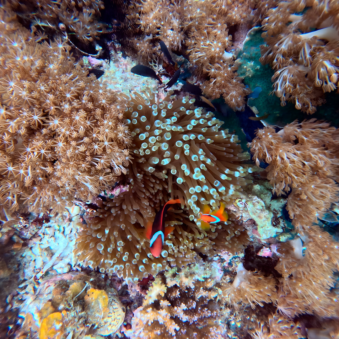 PADI Enriched Air (Nitrox) Diver Course in Ticao Island