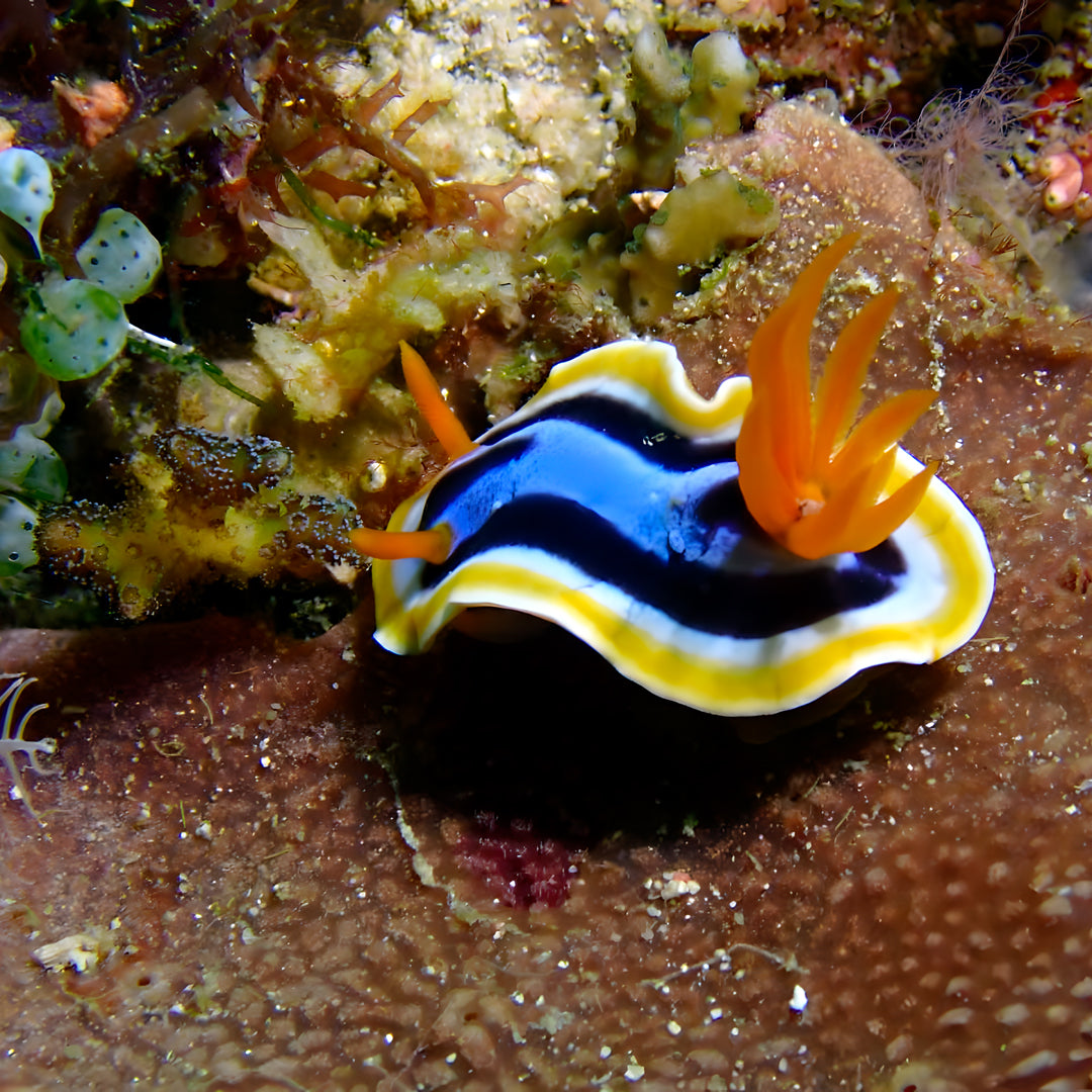 PADI Enriched Air (Nitrox) Diver Course in Ticao Island