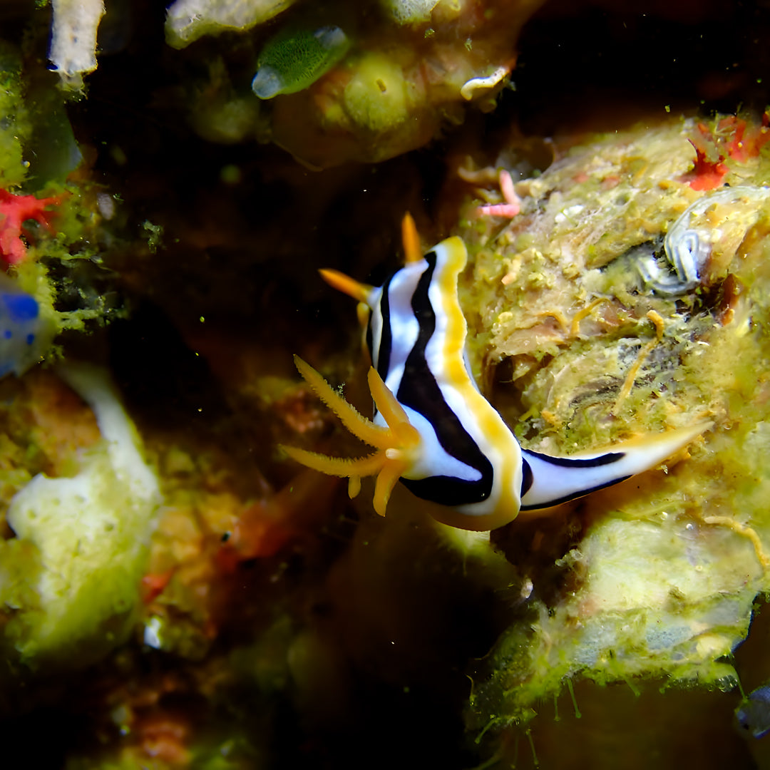 PADI Rescue Diver in Ticao Island