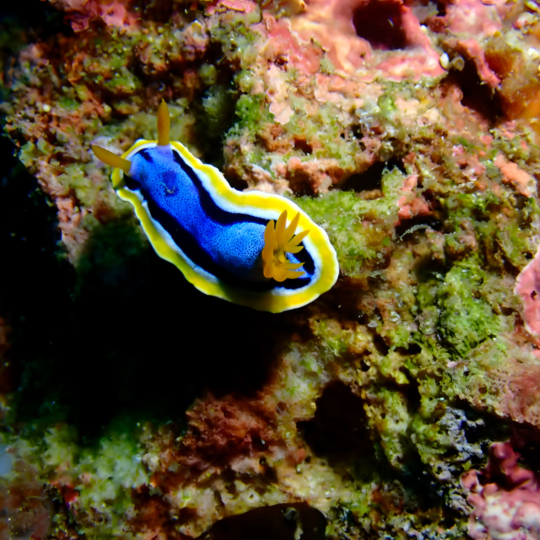 PADI Rescue Diver in Ticao Island