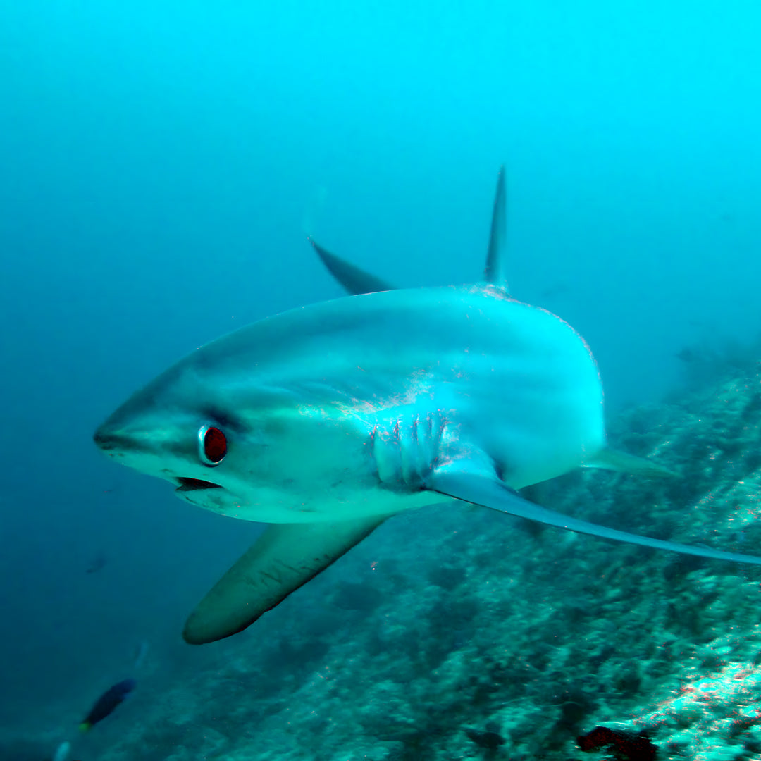 5 días y 4 noches de buceo en Ticao y más