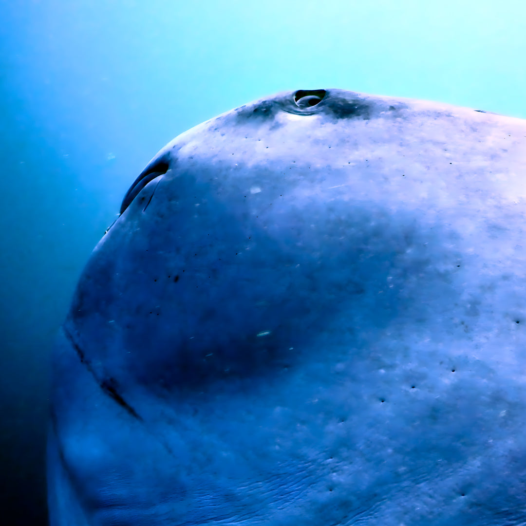 5 días y 4 noches de buceo en Ticao y más