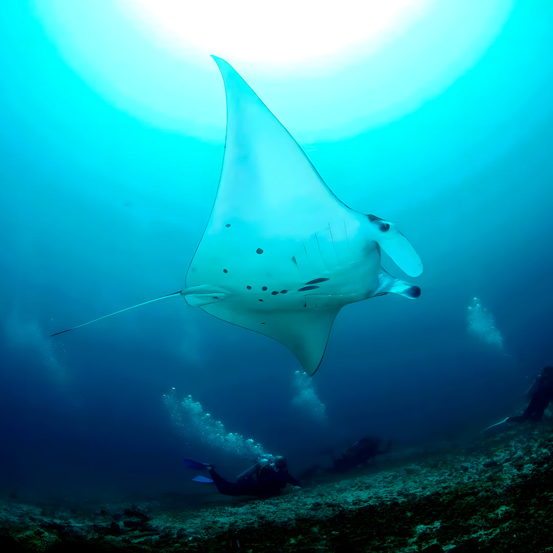 8D7N Buceo y Relax