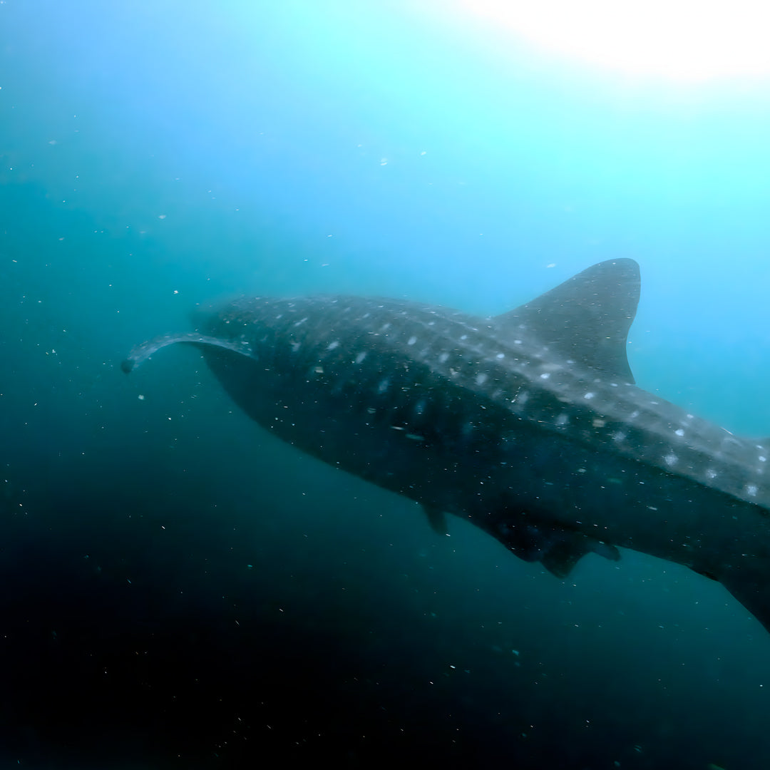 5 días y 4 noches de buceo en Ticao y más