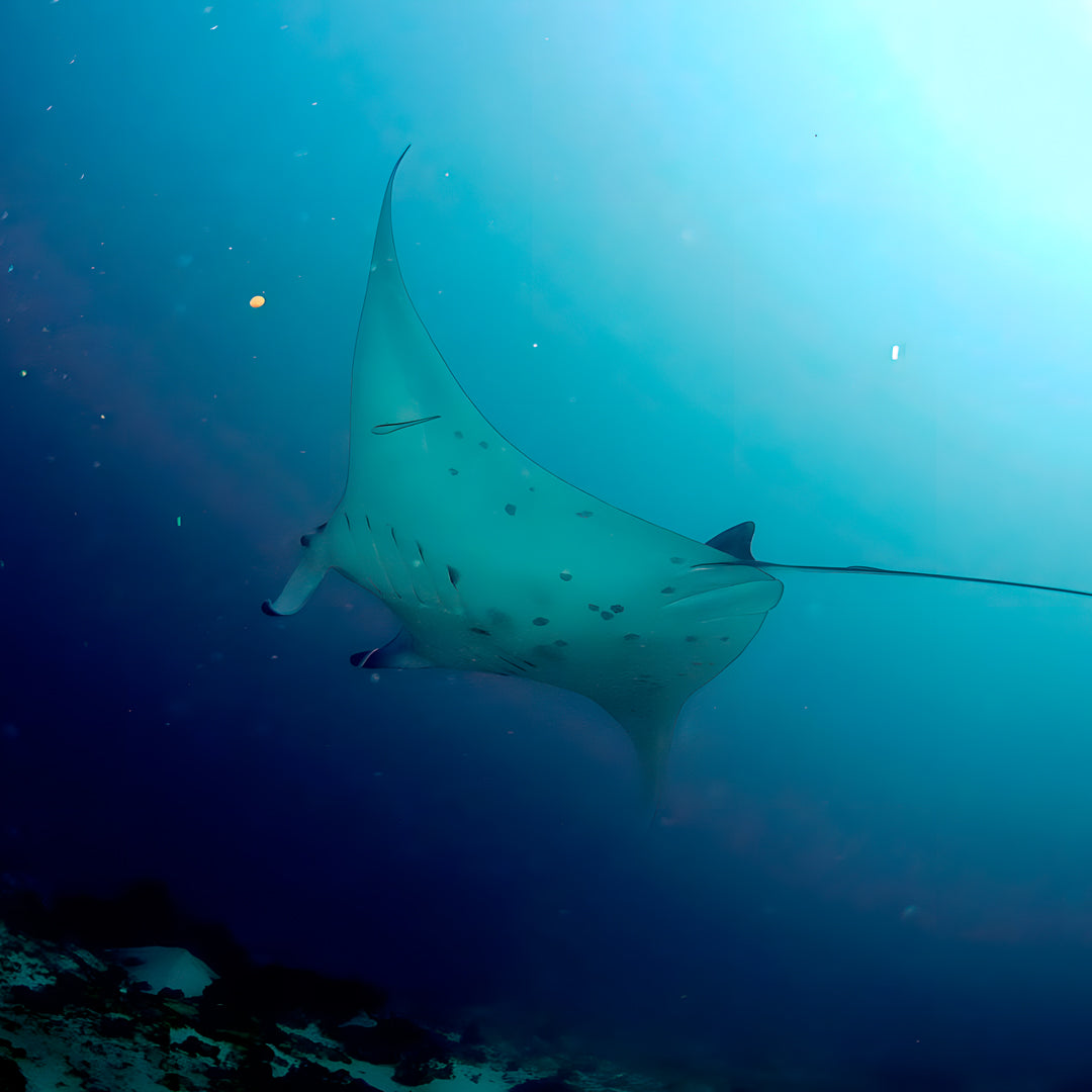 Buceo recreativo - Isla Ticao