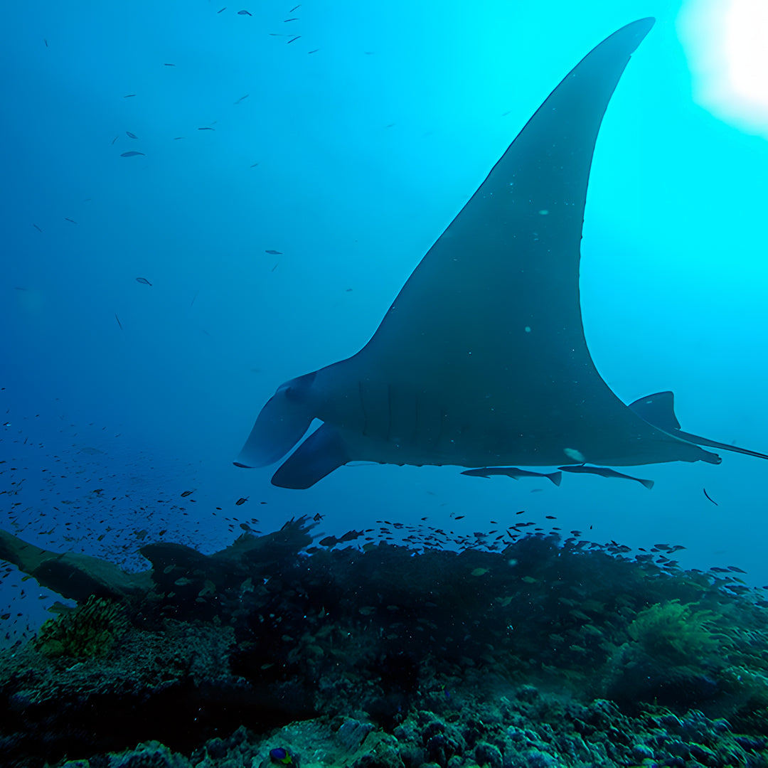 PADI Discover Scuba Diving