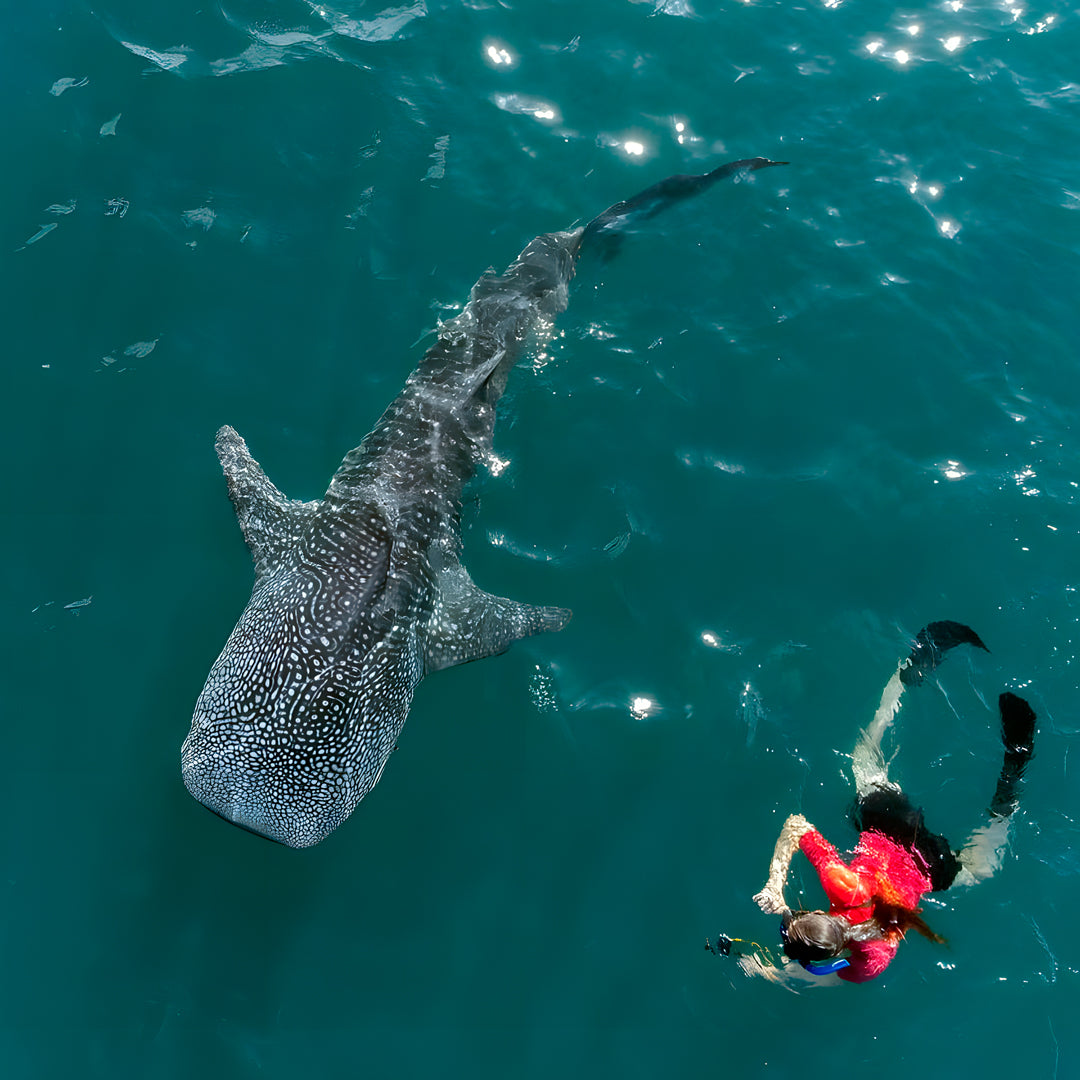 Buceo recreativo - Isla Ticao