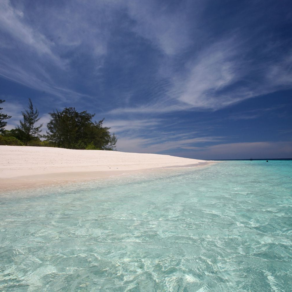 Whale Diving Timor Leste