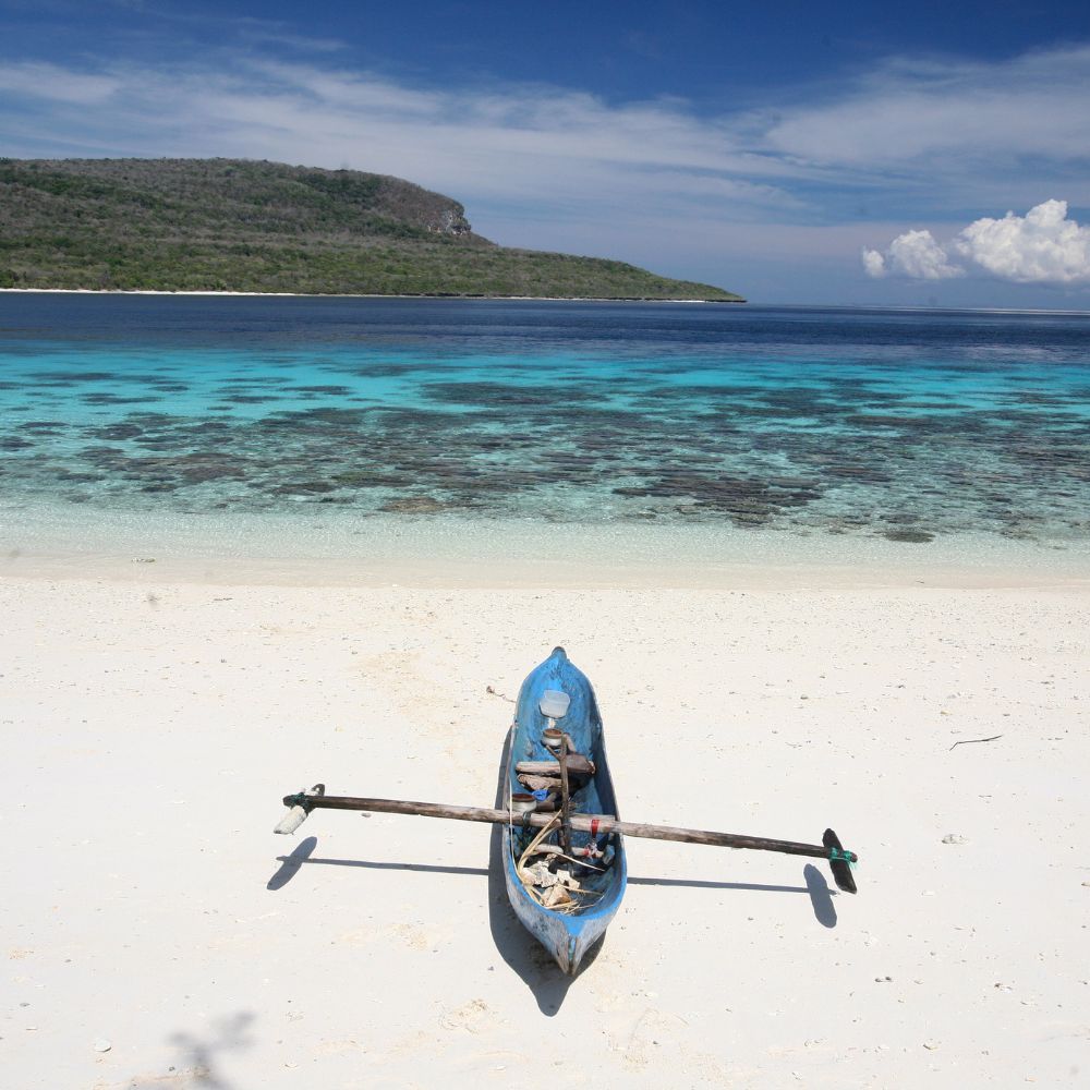 Whale Diving Timor Leste