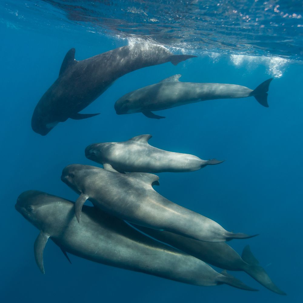 Whale Diving Timor Leste