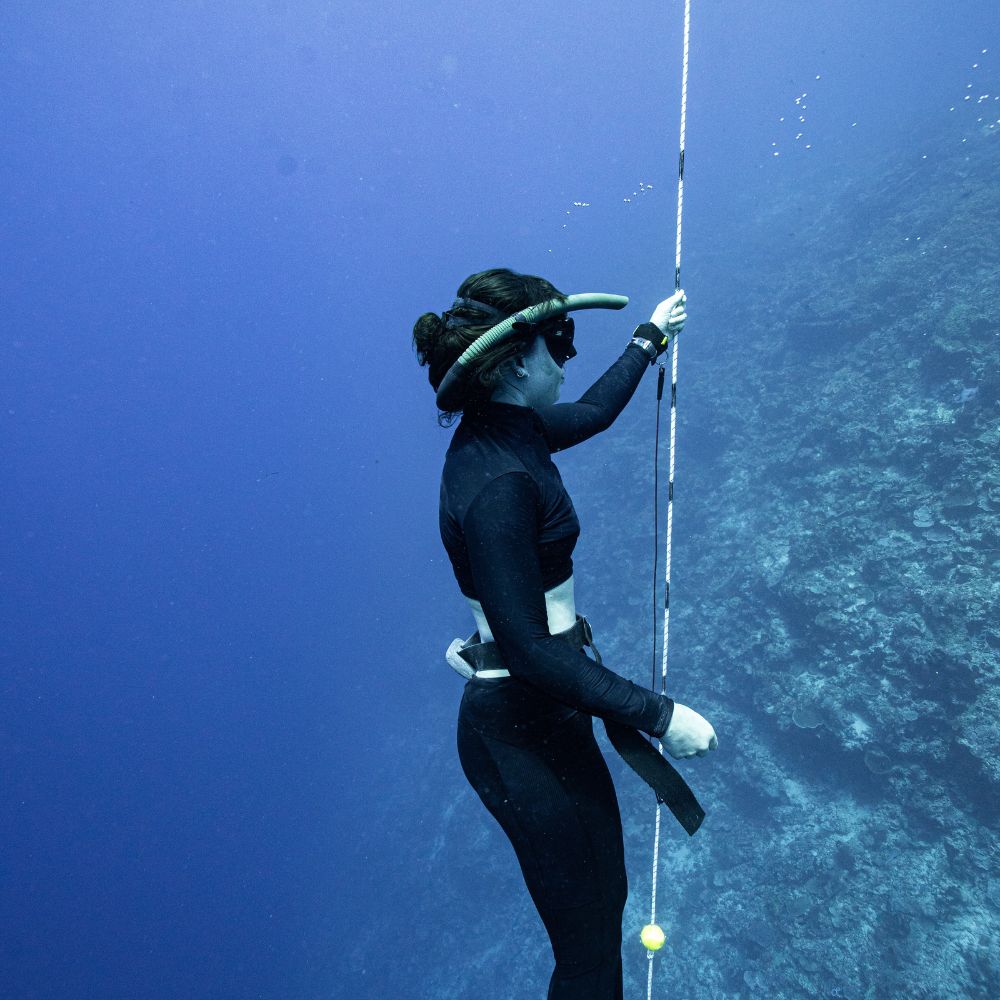 Whale Diving Timor Leste