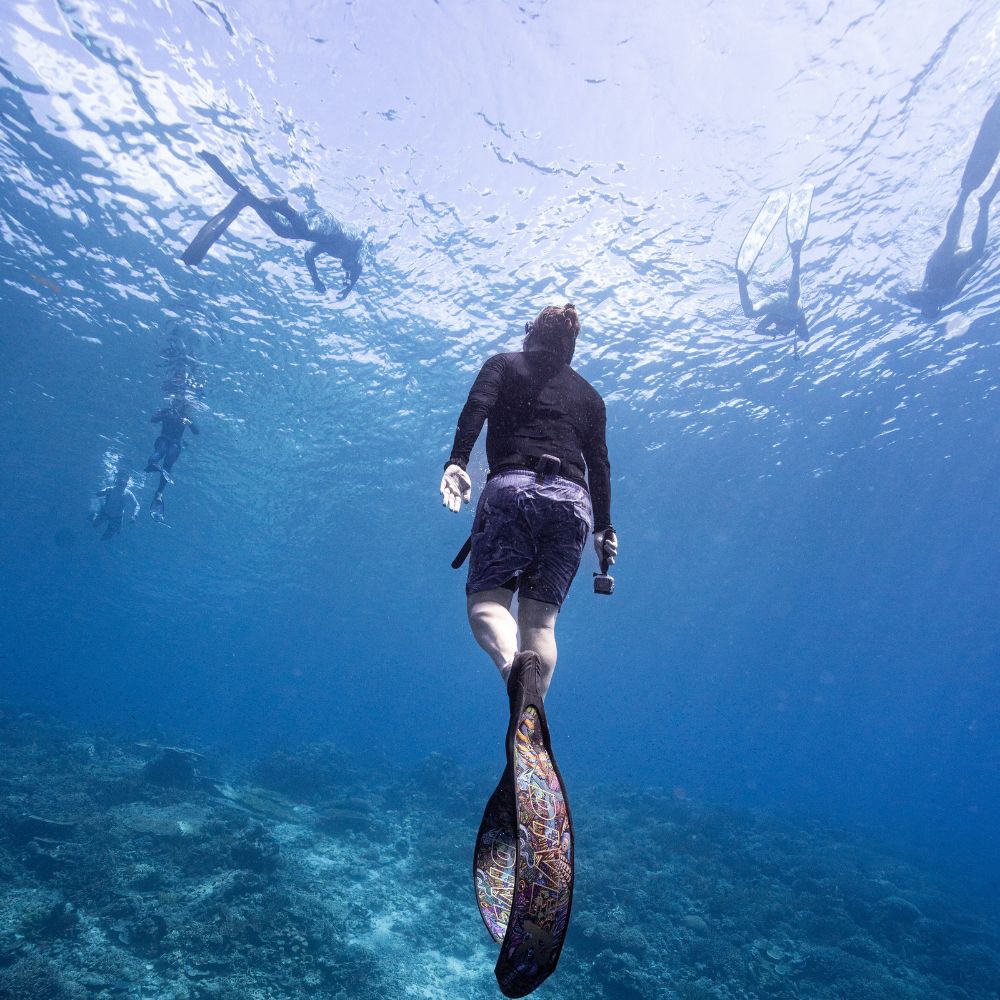 Whale Diving Timor Leste