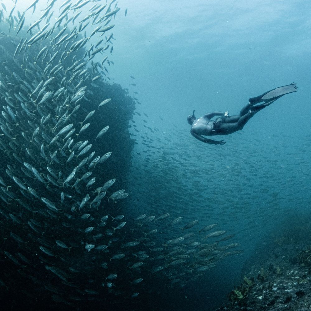 Whale Diving Timor Leste