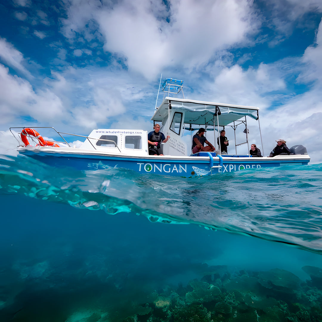 Tonga Humpback Whale Dive Trip