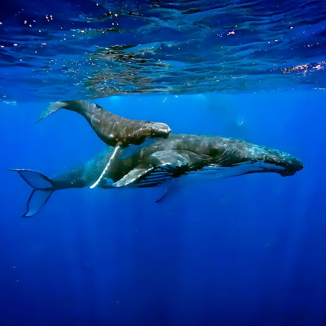 Tonga Humpback Whale Dive Trip