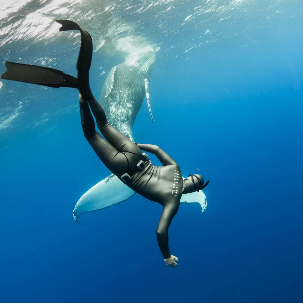 Tonga Humpback Whale Dive Trip