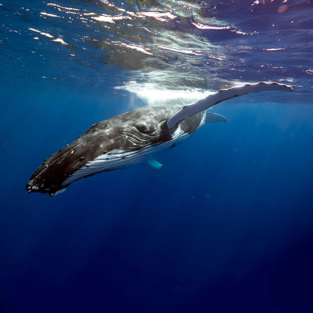 Tonga Humpback Whale Dive Trip Freediving Central