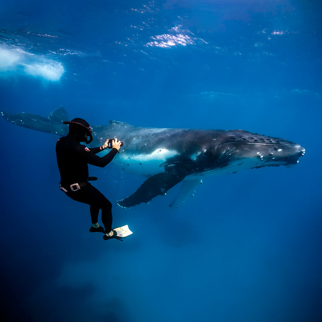 Tonga Humpback Whale Dive Trip Freediving Central