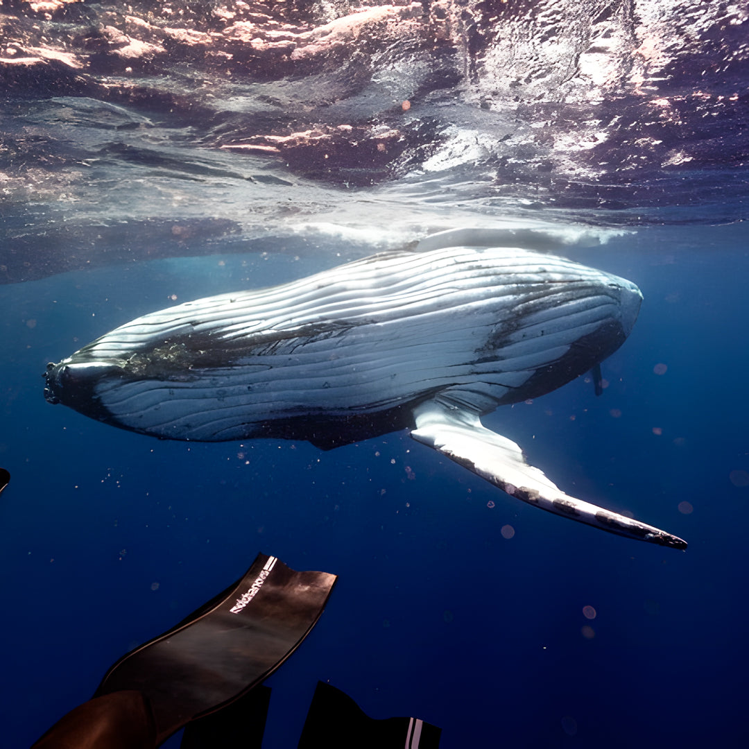 Tonga Humpback Whale Dive Trip Freediving Central