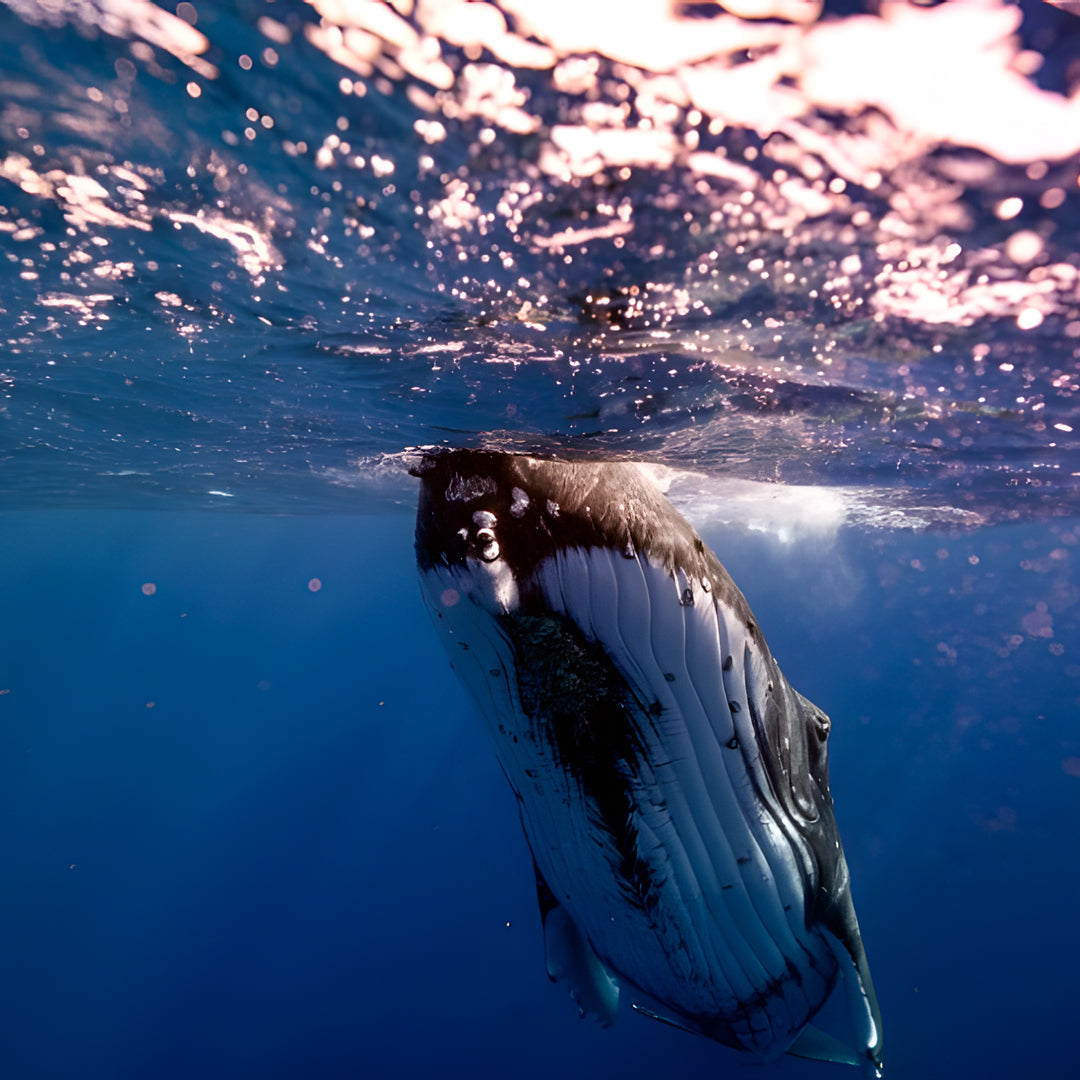 Tonga Humpback Whale Dive Trip Freediving Central