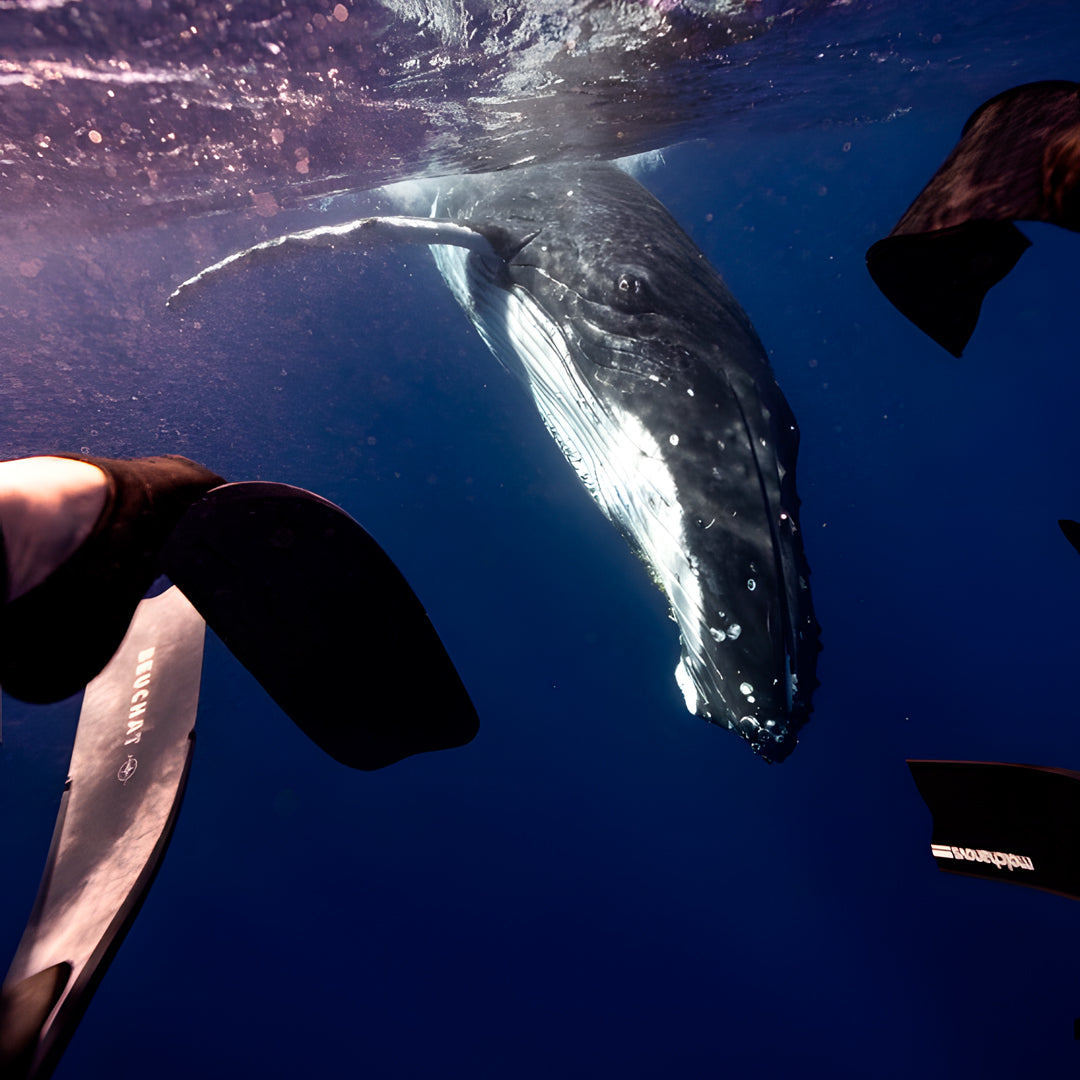 Tonga Humpback Whale Dive Trip Freediving Central