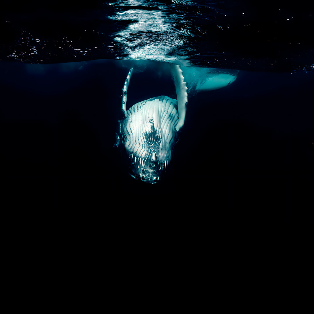 Tonga Humpback Whale Dive Trip Freediving Central