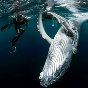 Tonga Humpback Whale Dive Trip Freediving Central